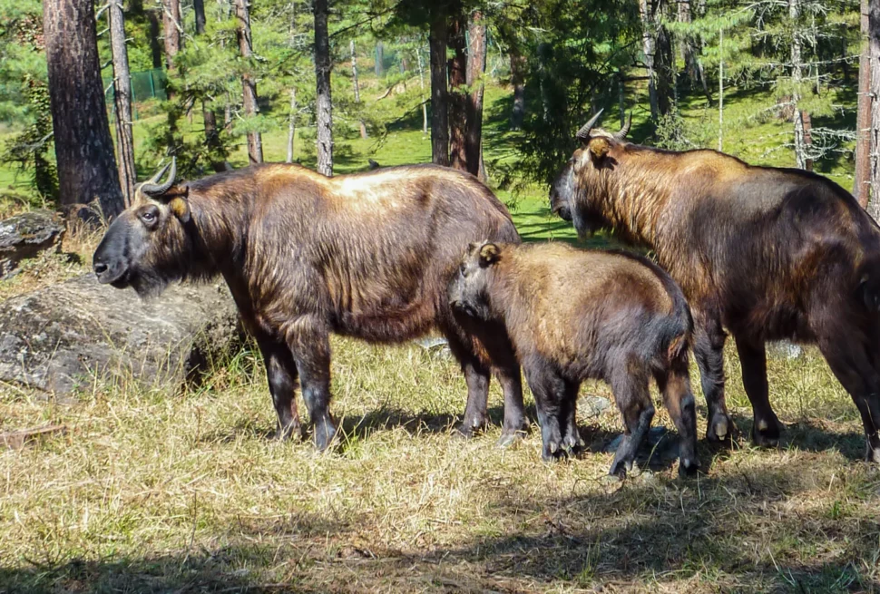 Takins